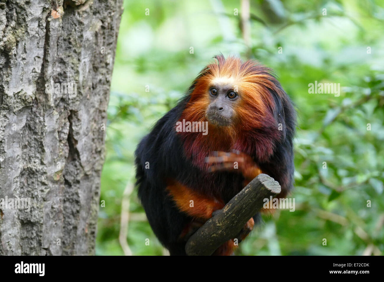 Tamarin dorato Foto Stock