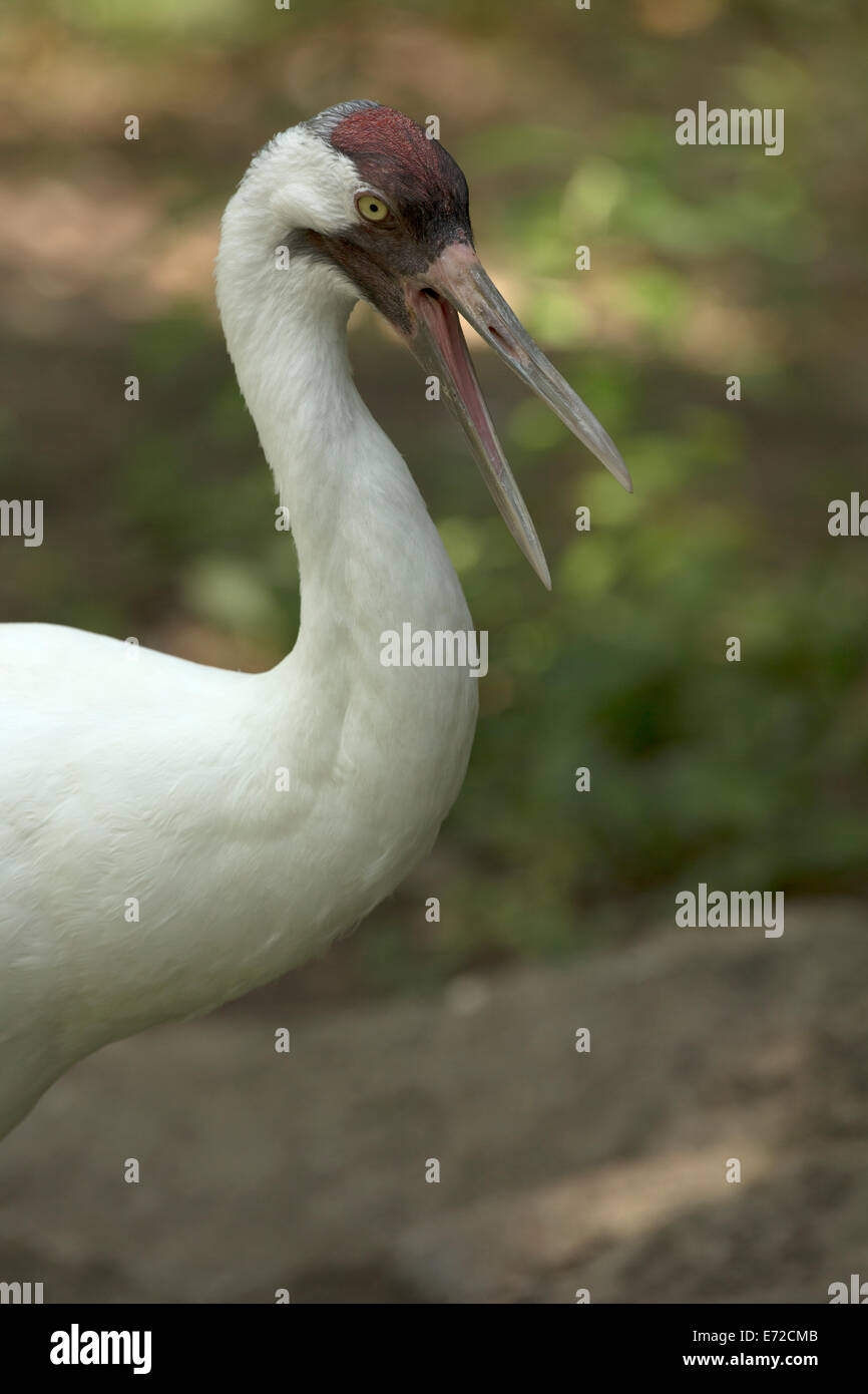 Gru convulsa (Grus americana), specie in via di estinzione, captive Foto Stock