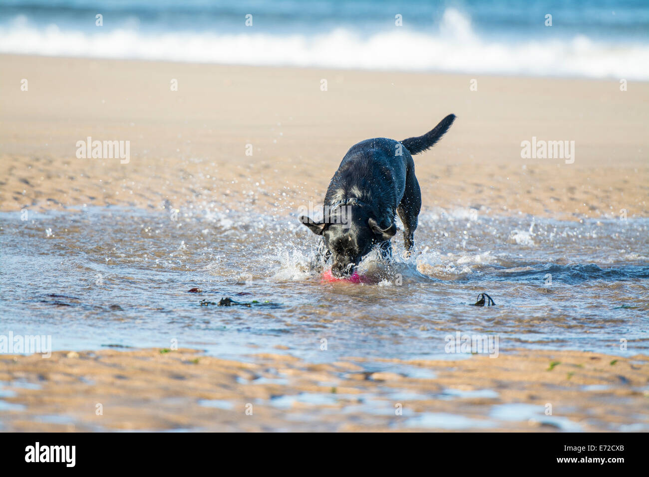 Il Labrador nero cane recupera una palla da mare facendo grandi schizzi Foto Stock