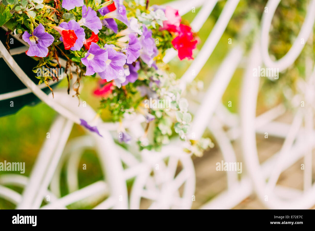 Decorativo modello Vintage della vecchia bicicletta dotata di paniere di fiori. Tonica foto. White Parcheggio bici con letto di fiori in Summ Foto Stock