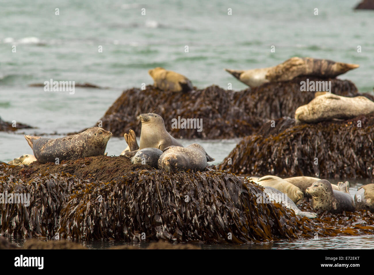 Pacific Harbour guarnizioni di tenuta in prossimità di Jenner, California, Stati Uniti d'America. Foto Stock