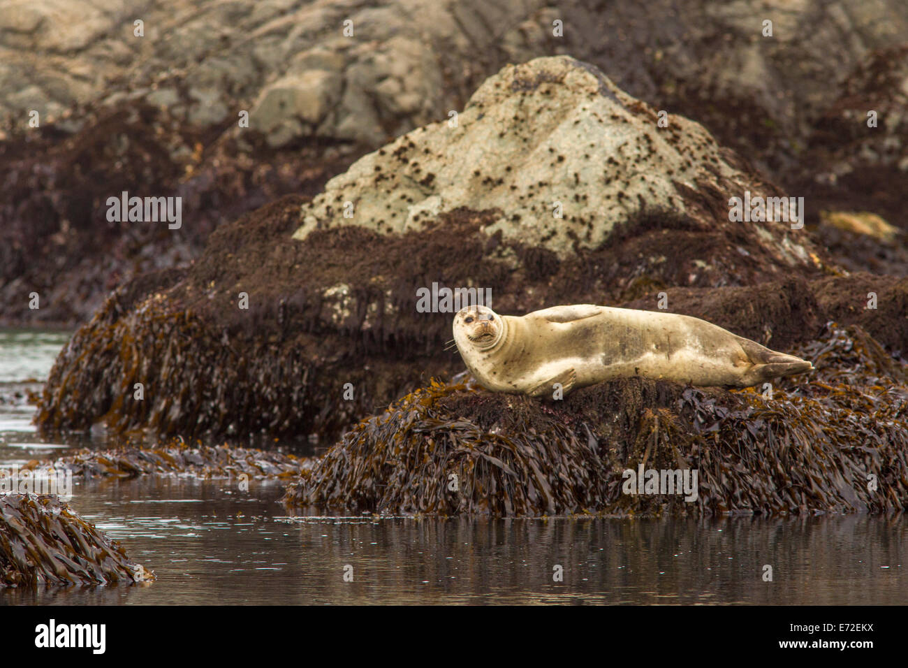 Pacific Harbour guarnizione in prossimità di Jenner, California, Stati Uniti d'America. Foto Stock