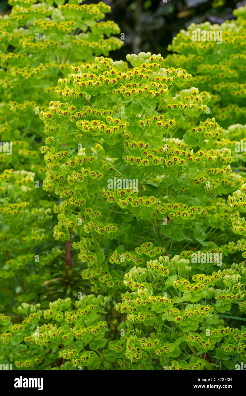 Euphorbia x Martini ' Ascot Rainbow Foto Stock
