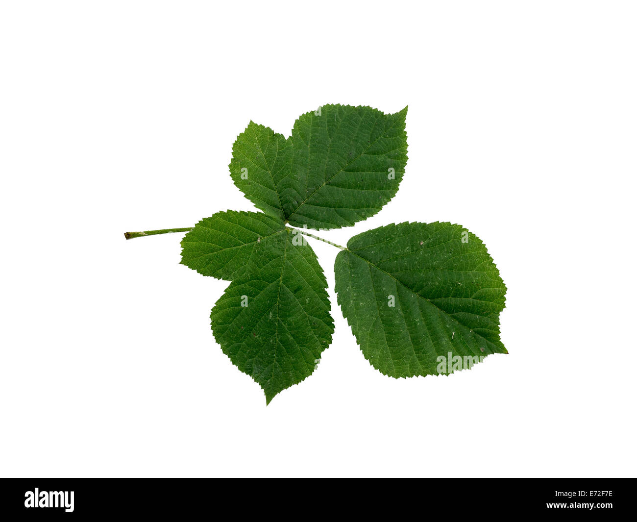 Foglia di Dewberry Rubus caesius Yorkshire Regno Unito Foto Stock