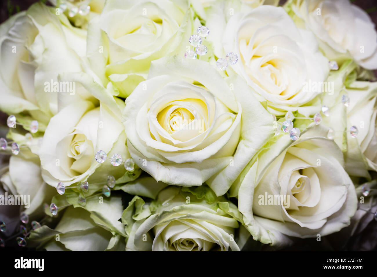 Bridal Bouquet Rose Bianche con riflessi verdognoli e bagliori Foto Stock