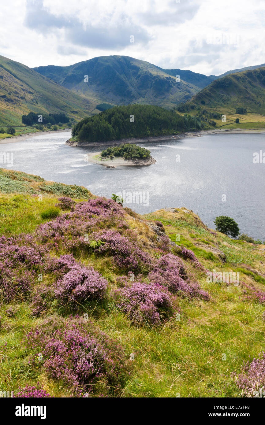 Il Lake District inglese - Heather sulle rive del Scafell, Cumbria Regno Unito Foto Stock