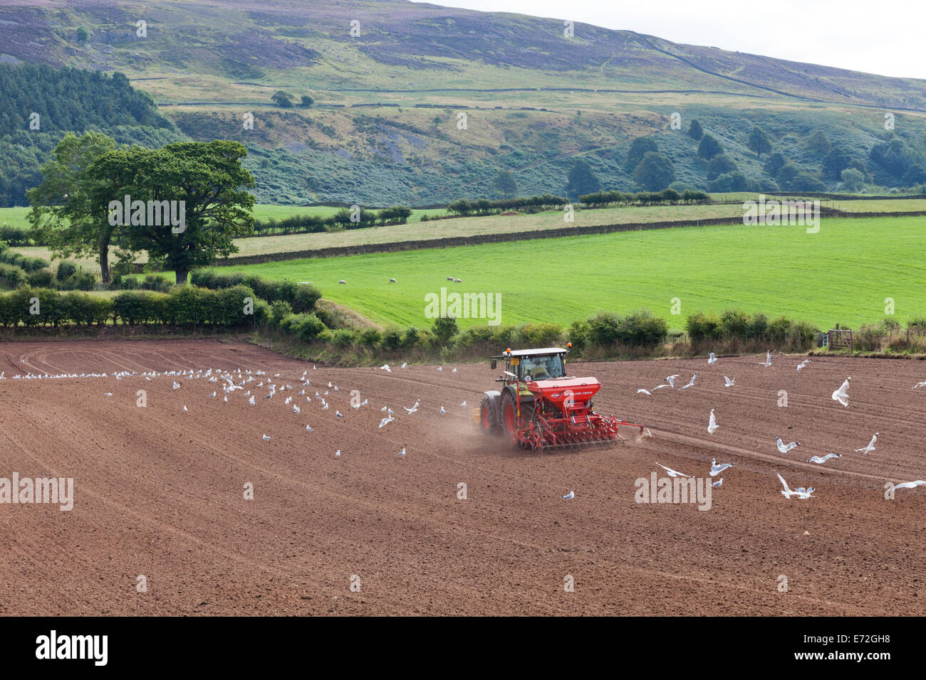 La semina con il trattore e la seminatrice vicino Albyfield, Cumbria Regno Unito Foto Stock