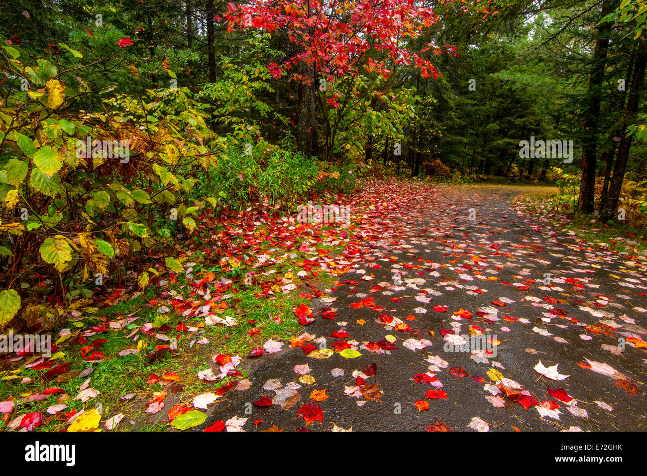 Aceri rossi sparsi lungo ingresso al legame cade stato parco nei pressi di Paulding, Michigan, Stati Uniti d'America. Foto Stock