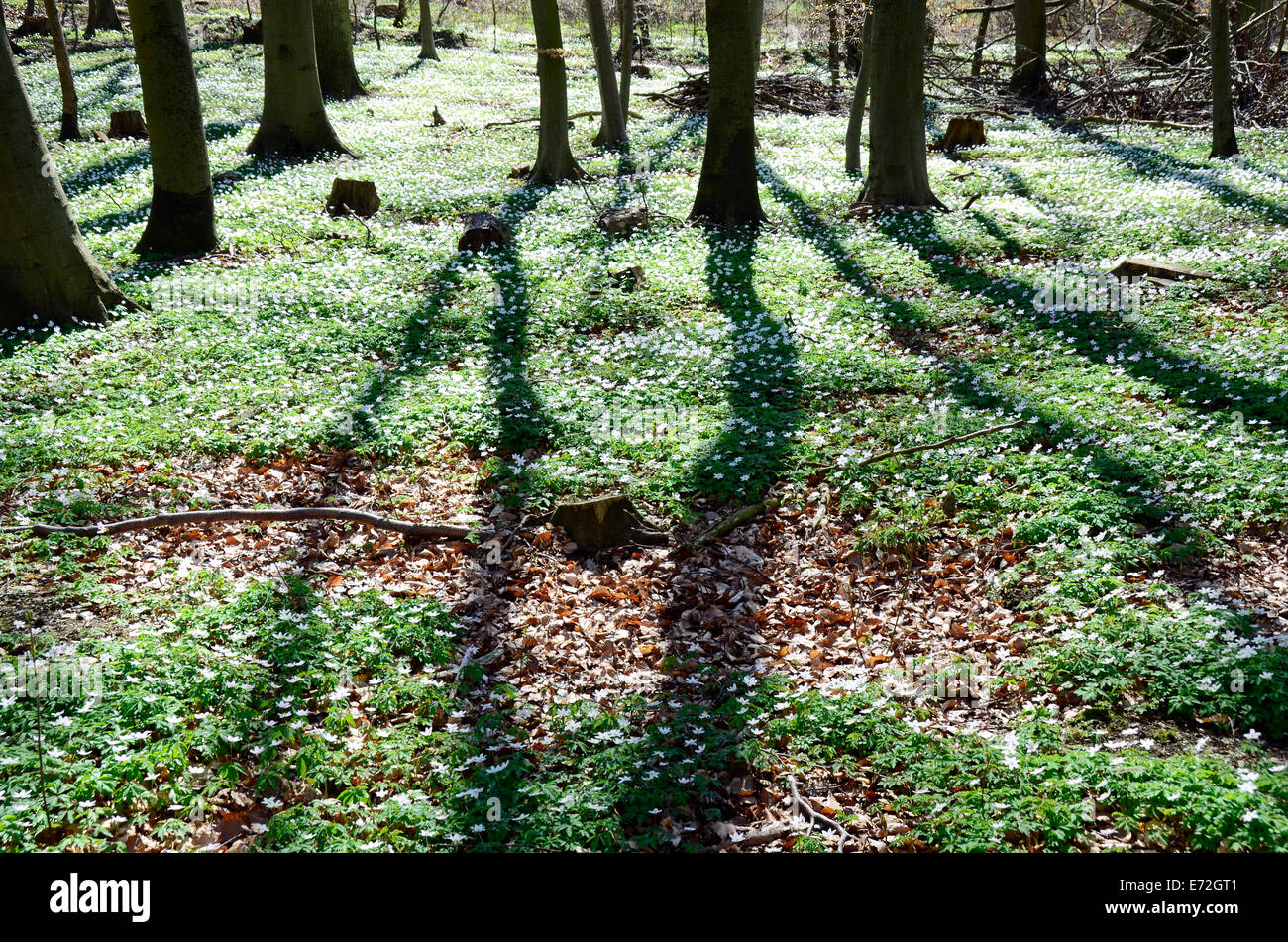 Anemoni in una foresta di faggio - Isola di Ruegen Rügen , Meclemburgo-pomerania Lancken-Granitz Foto Stock
