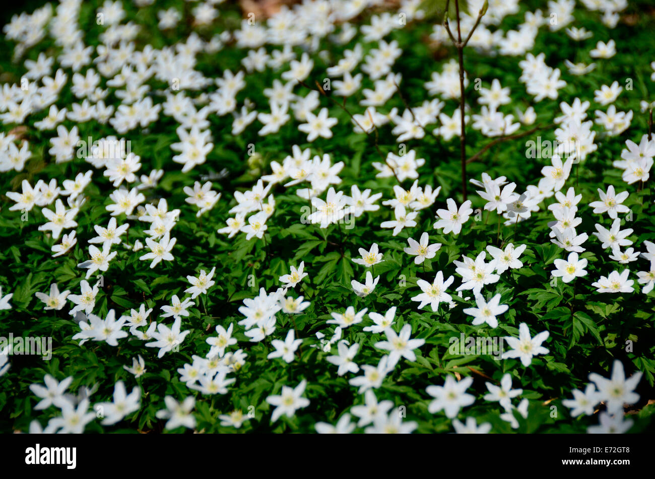 Anemoni in una foresta di faggio - Isola di Ruegen Rügen , Meclemburgo-pomerania Lancken-Granitz Foto Stock