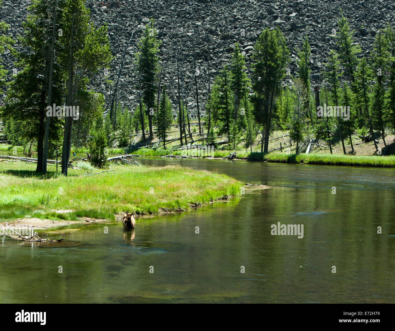 Elk in un fiume nel Parco Nazionale di Yellowstone, STATI UNITI D'AMERICA. Foto Stock