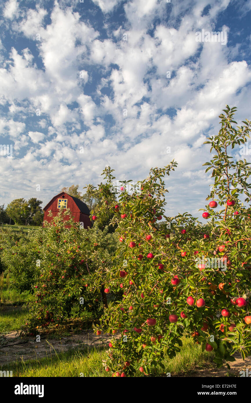 Mele mature nel frutteto con trapunta fienile vicino a Traverse City, Michigan, Stati Uniti d'America (MR). Foto Stock