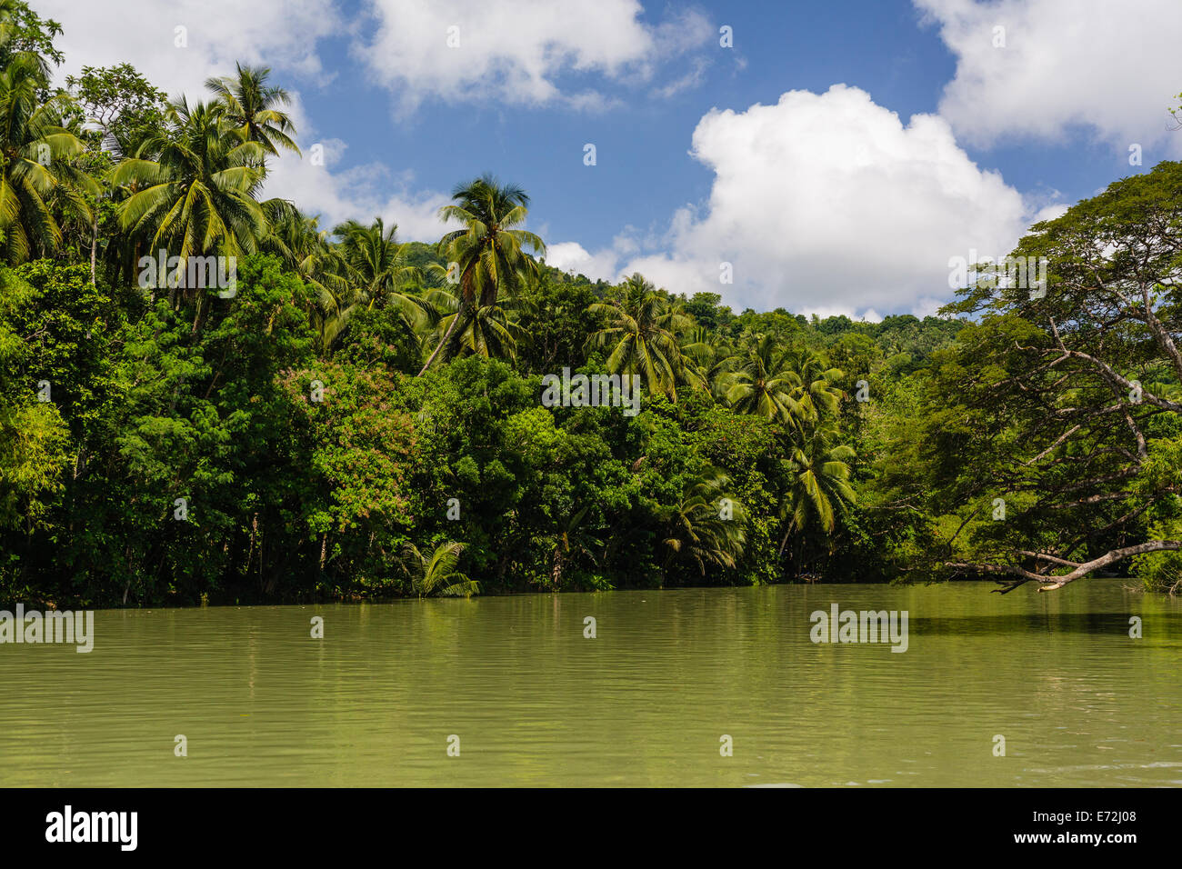 A Bohol Filippine foglie verde giungla fiume selvaggio vegetazione di alberi di cielo blu soffici nuvole Foto Stock