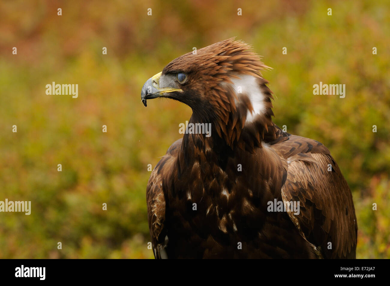 Golden Eagle, nel mezzo di autunno vegetazione colorata in mostra il suo fiero o angriness mettendo la corona di piume Foto Stock