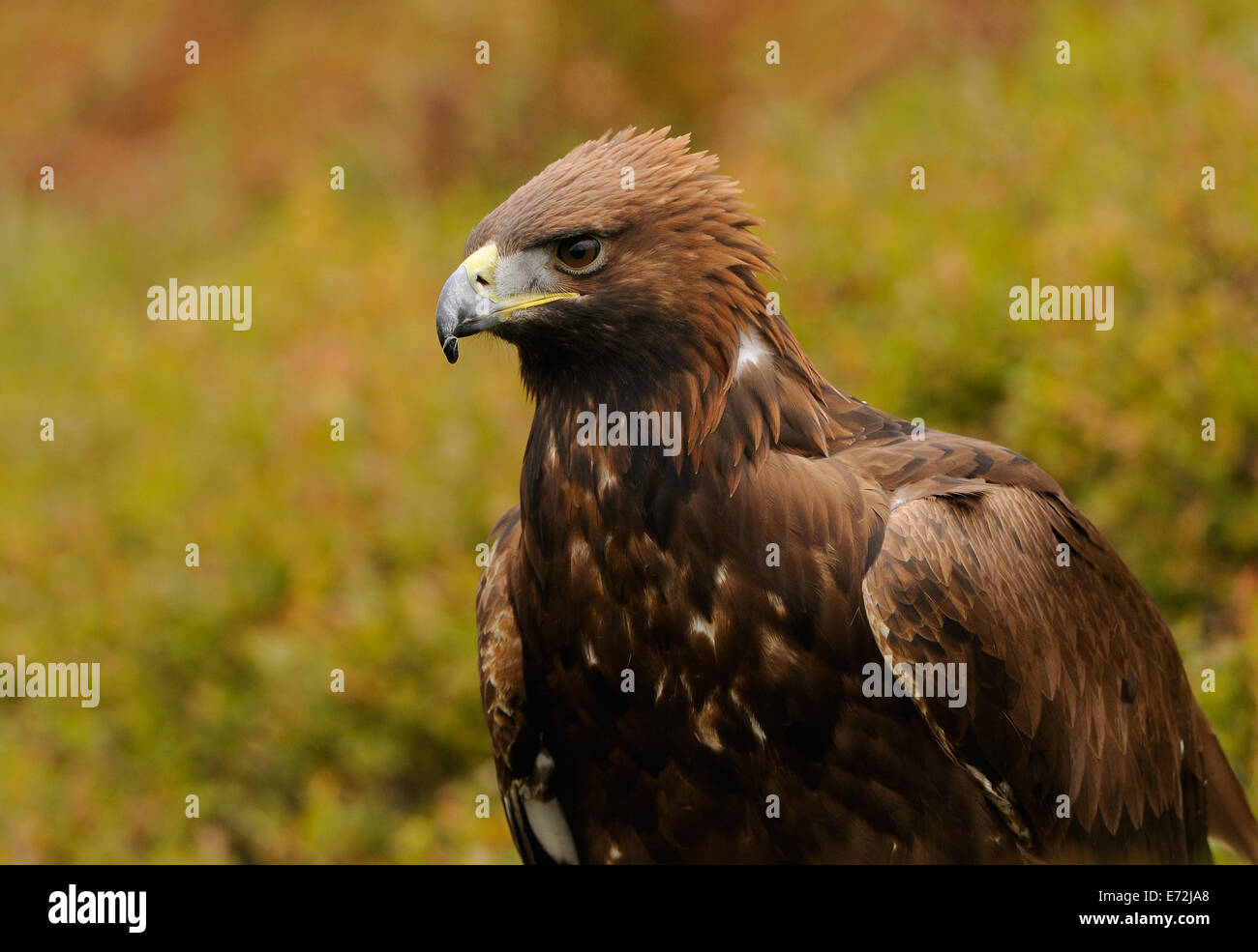 Golden Eagle, nel mezzo di autunno vegetazione colorata in mostra il suo fiero o angriness mettendo la corona di piume Foto Stock