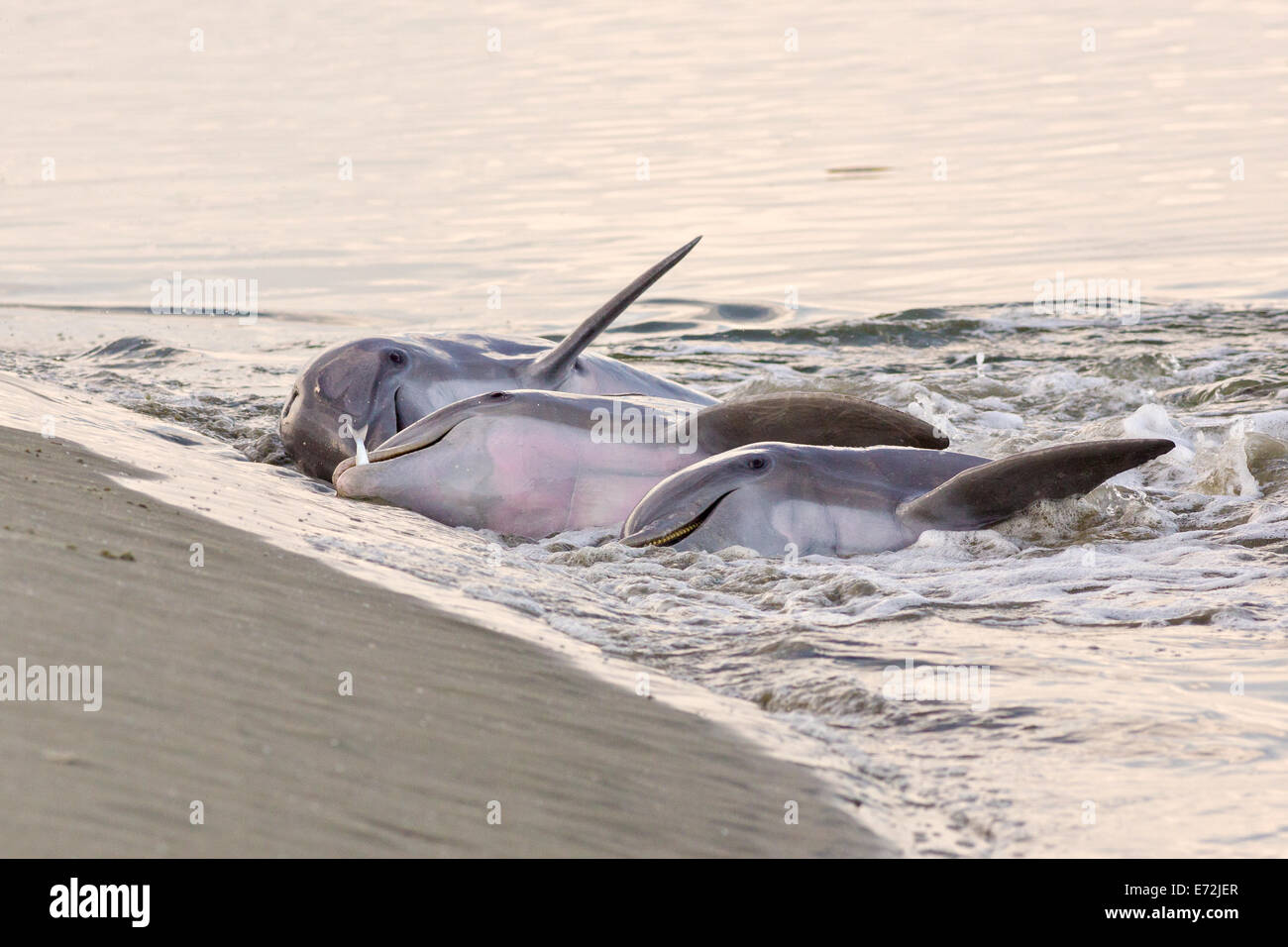 Atlantic Delfini Tursiopi si nutrono di pesce che essi corralled sulla spiaggia durante lo stand alimentare a Capitano Sam di ingresso Settembre 3, 2014 in Kiawah Island, SC. Questa insolita pratica coinvolge un gruppo di delfini imbrancandosi una scuola di pesce sulla spiaggia e poi lanciare i loro corpi al di fuori dell'acqua e sulla riva di alimentazione e si trova solo in pochi luoghi sulla terra. Foto Stock