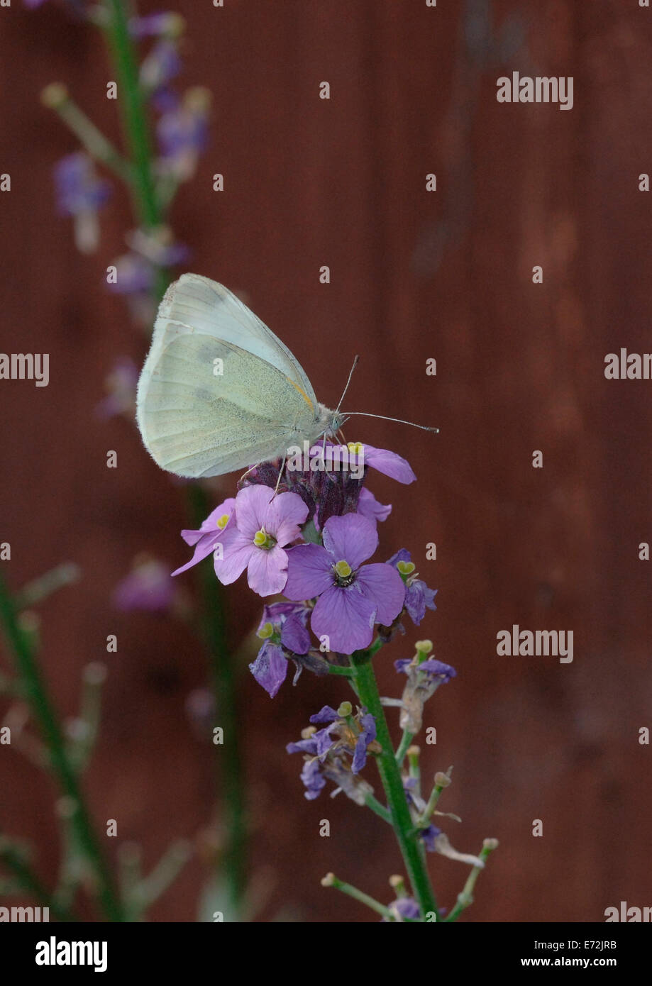 Piccola farfalla bianca.(artogeia rapae). Foto Stock