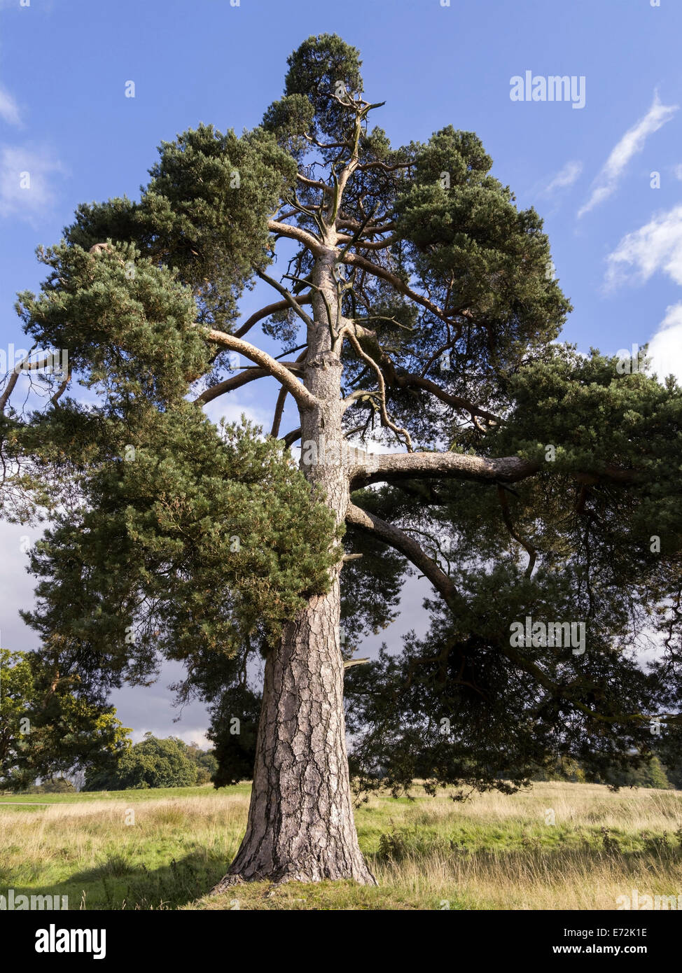 Soleggiato tall coppia di pino silvestre (Pinus sylvestris) tree contro il cielo blu che cresce in Derbyshire, England, Regno Unito Foto Stock