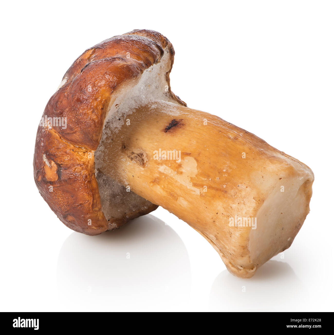 Fungo bianco isolato su uno sfondo bianco Foto Stock