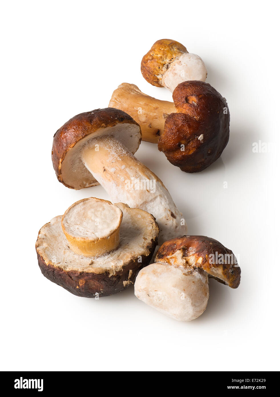 Bianco di funghi isolati su sfondo bianco Foto Stock