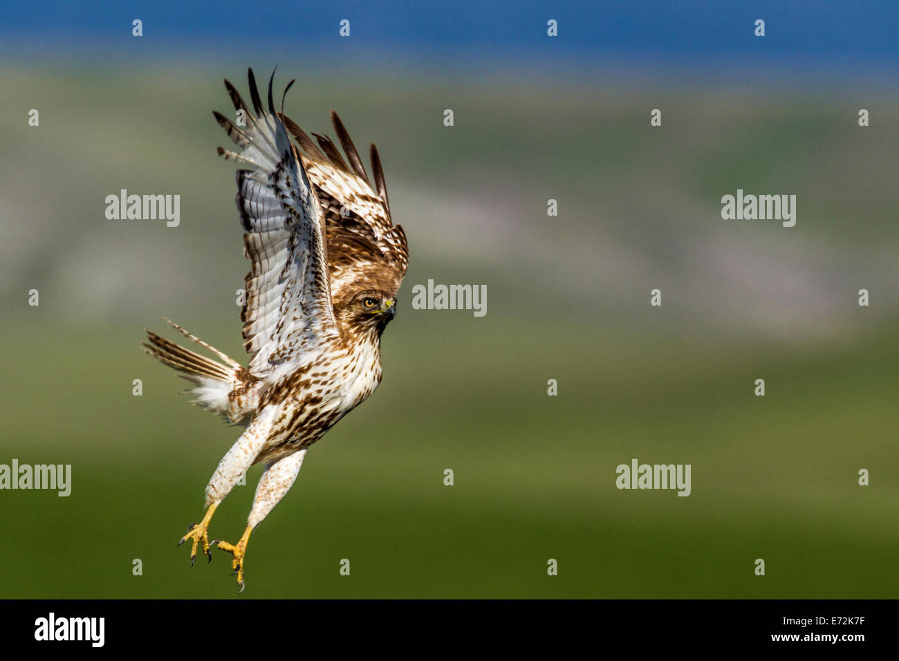 I capretti red tailed hawk prende il largo per il volo nei pressi di Augusta, Montana, USA. Foto Stock