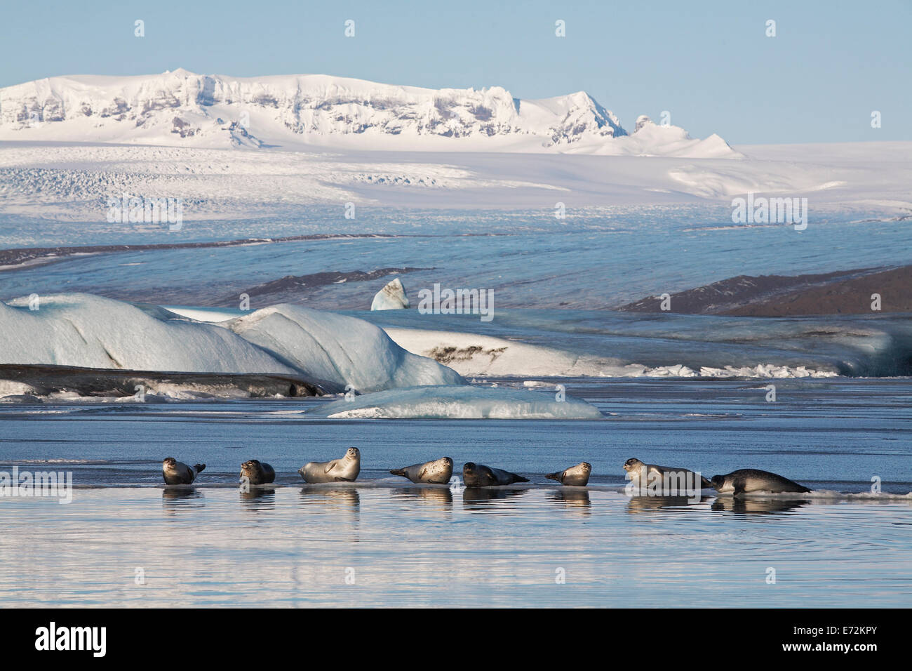 Guarnizioni di tenuta a prendere il sole sulla laguna glaciale Jokulsa Loni in oriente Islanda Foto Stock