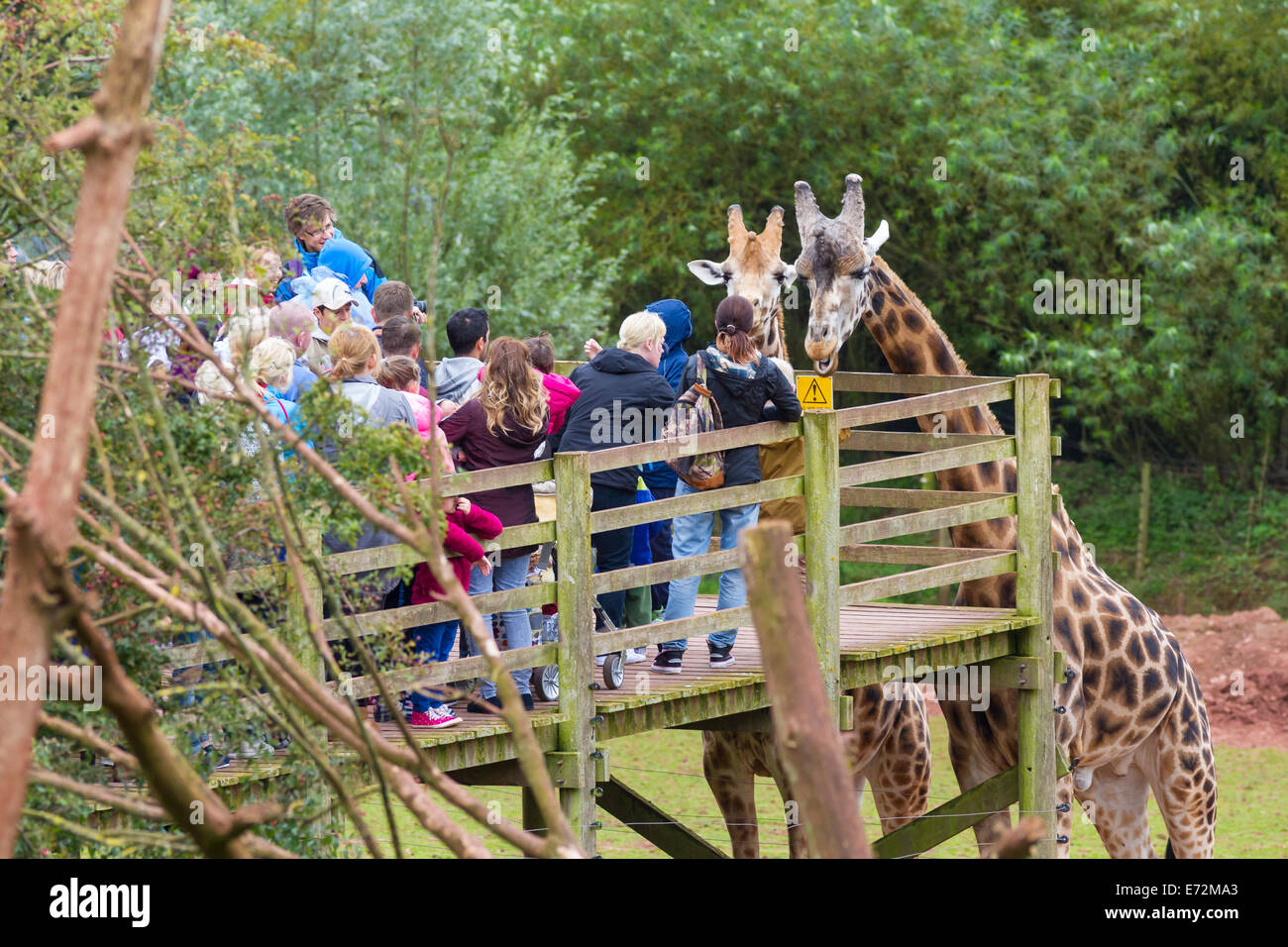 I visitatori a sud dei laghi parco animale alimentando le giraffe Foto Stock