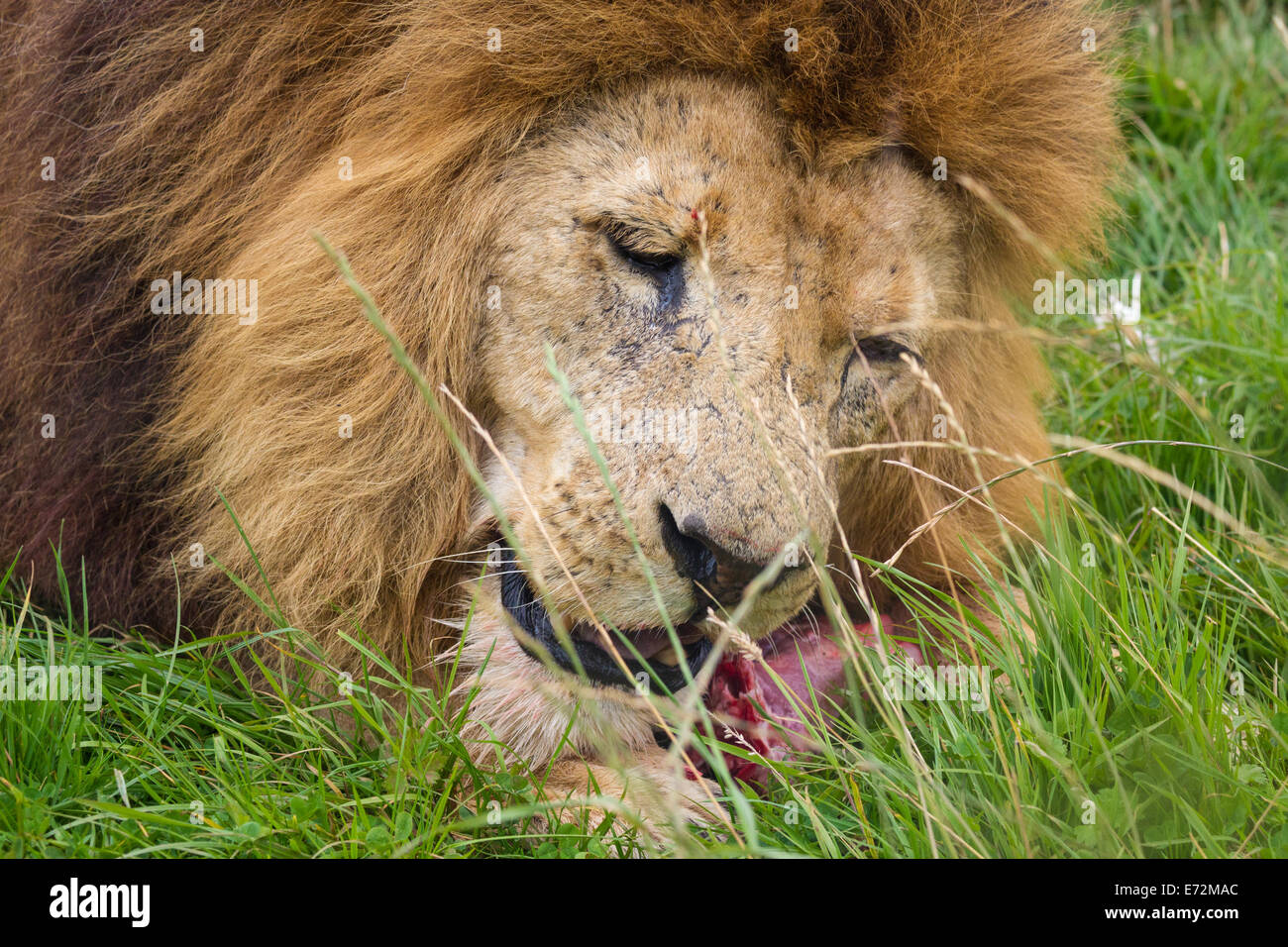 Lion in cattività essendo alimentato la carne cruda Foto Stock