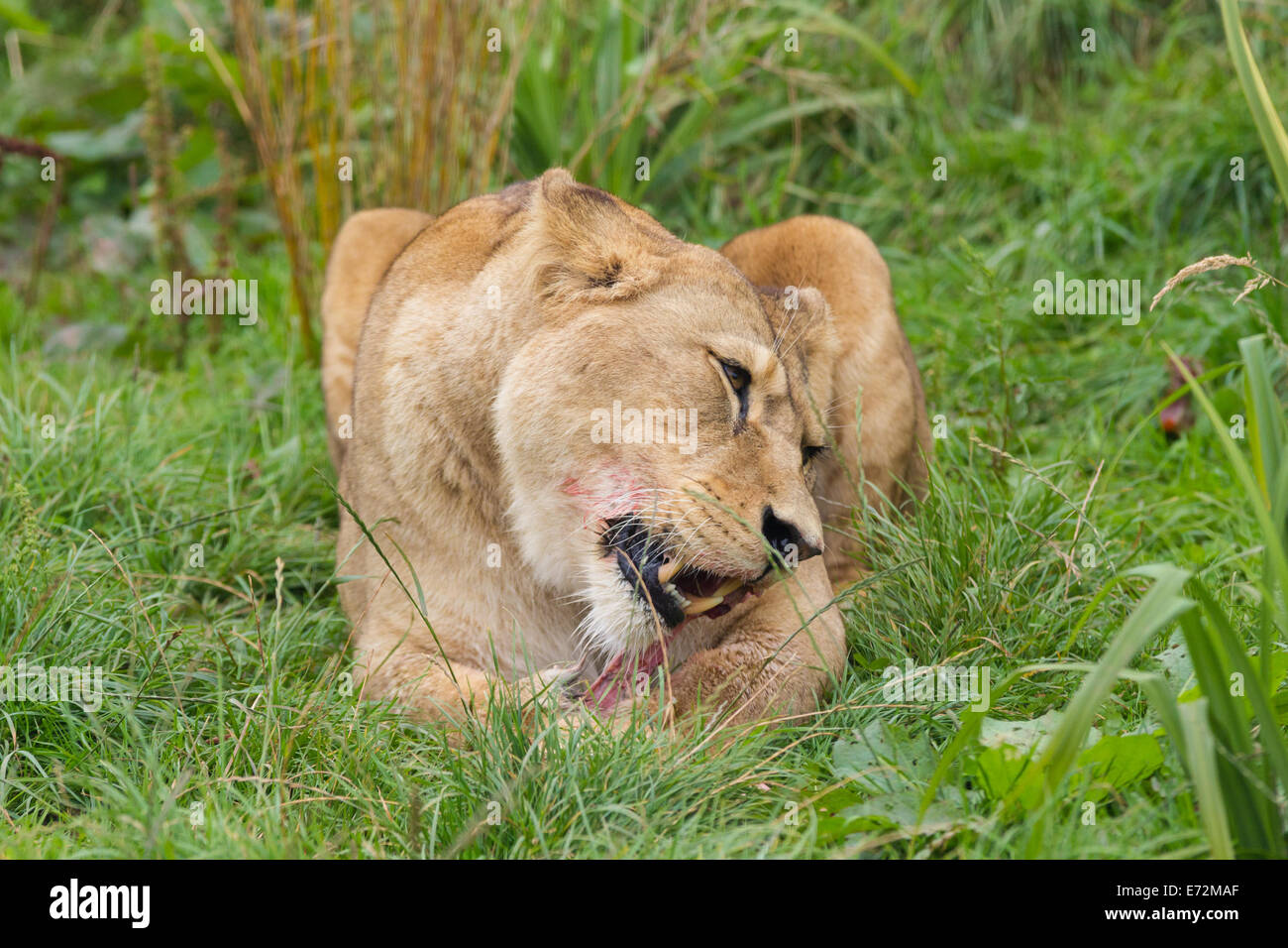 Lion in cattività essendo alimentato la carne cruda Foto Stock