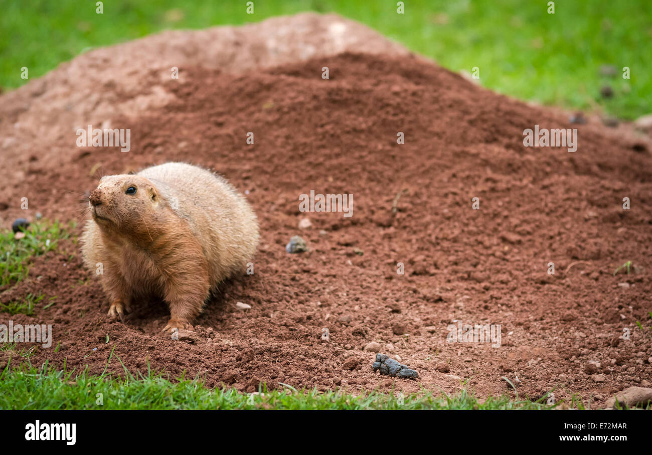 Nero Prairie codato marmotta Cynomys ludovicianus scavando a sud del lago e il parco degli animali Foto Stock