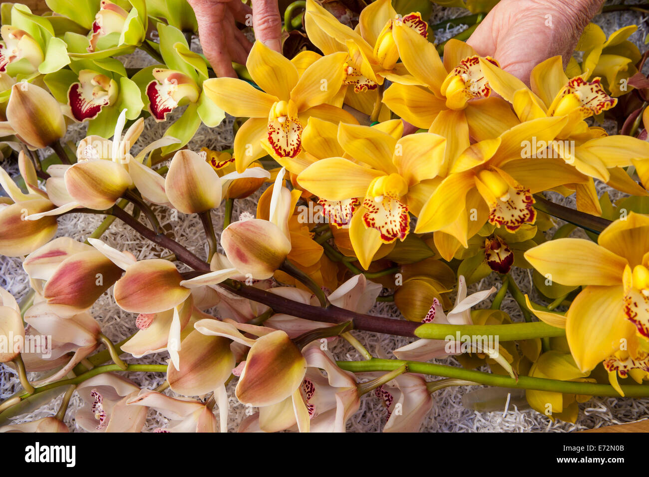 I picchi di raccolte di cymbidium orchidee sono confezionato per il trasporto al Santa Barbara International Orchid Show, California Foto Stock