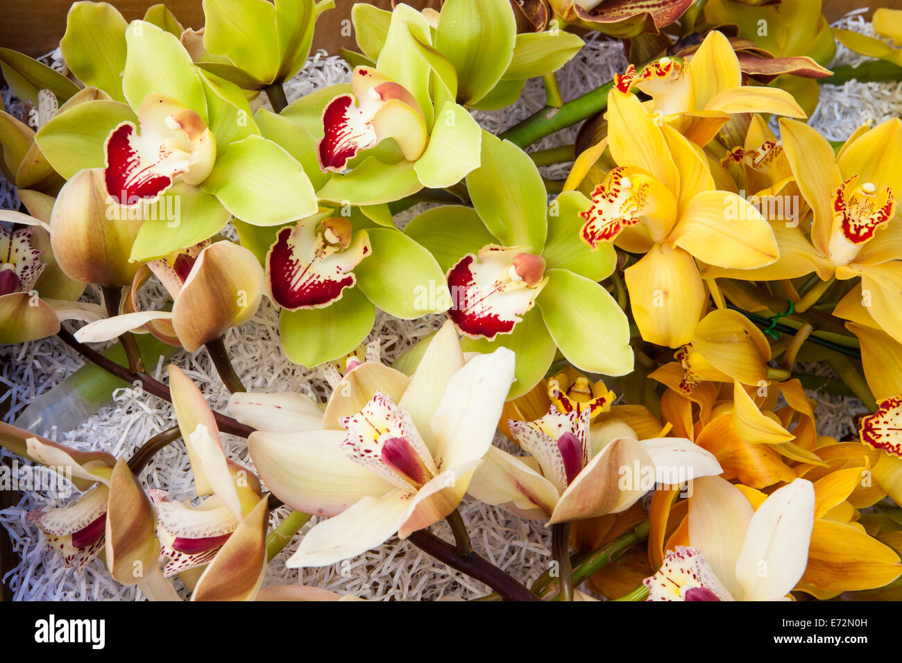 I picchi di raccolte di cymbidium orchidee sono confezionato per il trasporto al Santa Barbara International Orchid Show, California Foto Stock