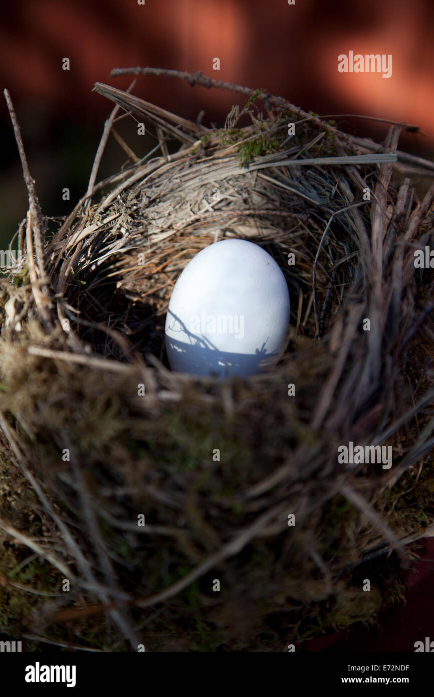 Dettaglio delle uova di uccello nel nido con blur sullo sfondo Foto Stock