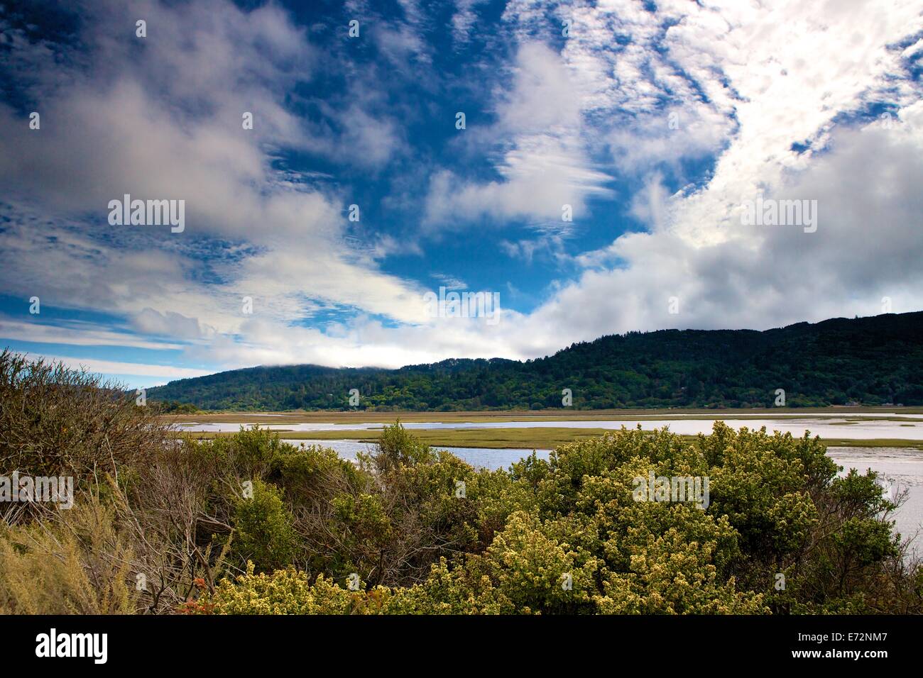Paludi umide in Point Reyes National Seashore, Marin County, California. Foto Stock