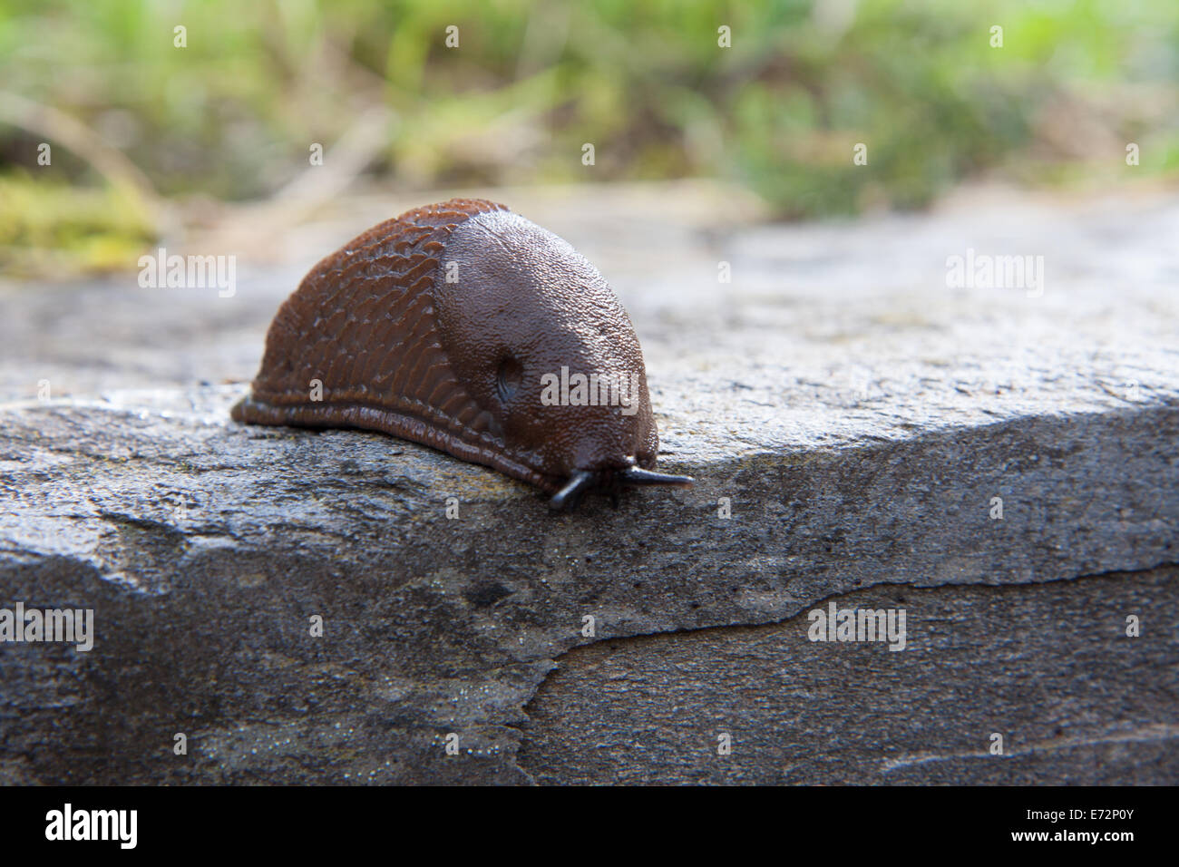 Limacidae strisciando sulla pietra Foto Stock