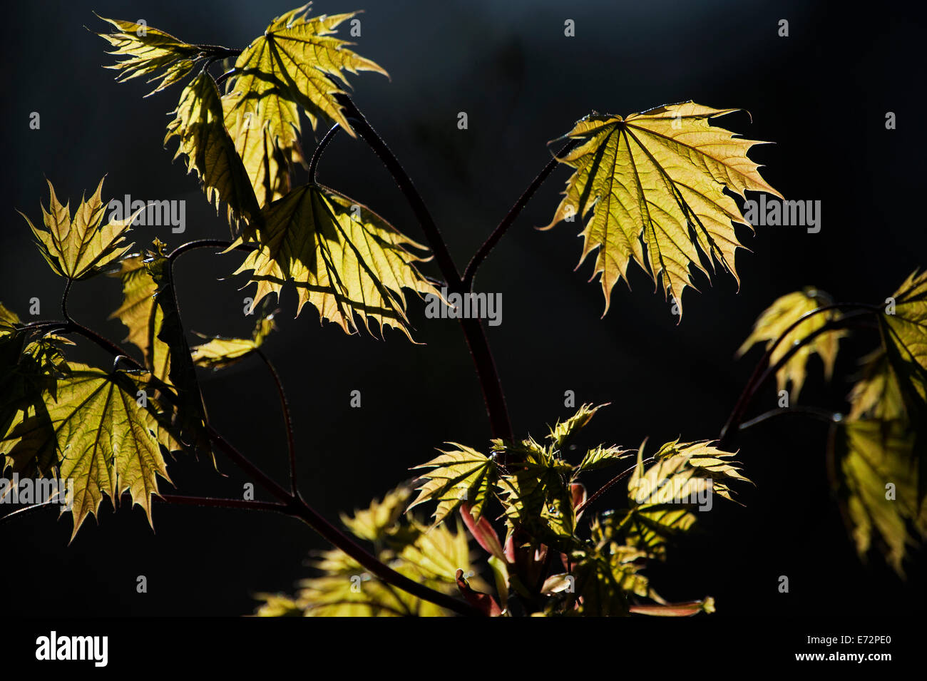 Retro-illuminato foglie di acero in primavera, Foto Stock