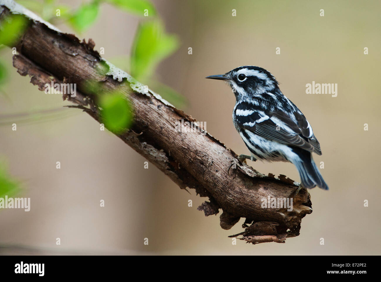 Bianco e nero trillo nella primavera habitat boschivo Foto Stock