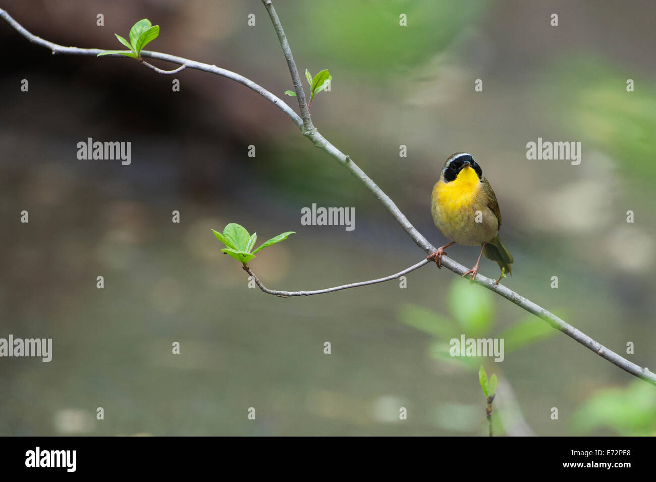 Yellowthroat comune trillo in primavera boschi, Foto Stock