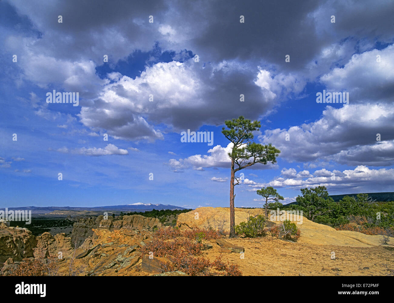 Un pinon pine tree con il monte Taylor in background in El Malpais monumento nazionale nel Nuovo Messico. Foto Stock