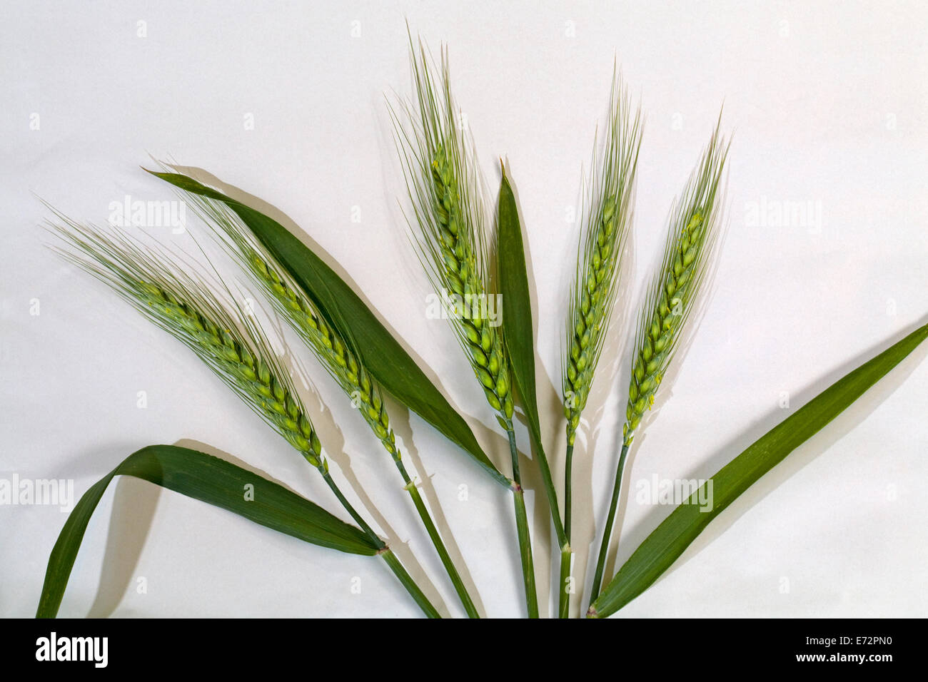 Capi di frumento da un campo di grano in Washington Foto Stock