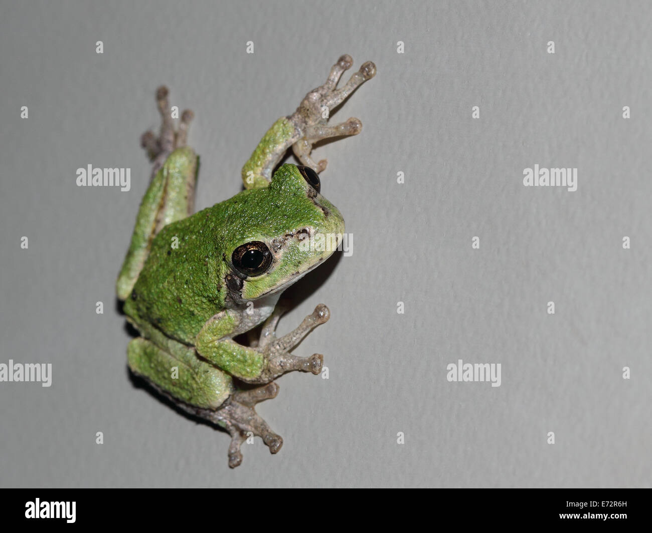Close-up di una rana verde su sfondo grigio. Copia spazio sulla destra. Foto Stock