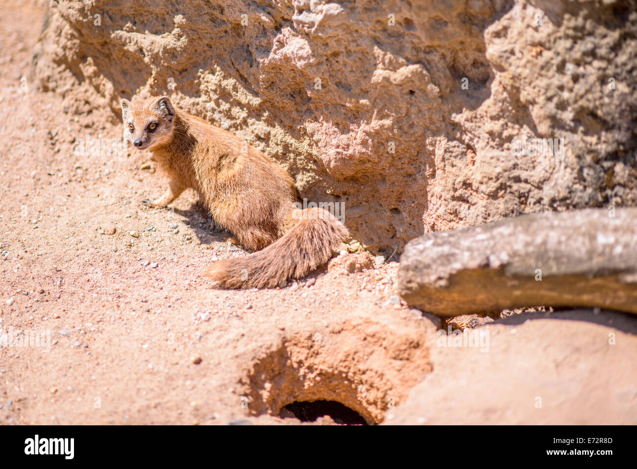 La mangusta gialla su una spiaggia di sabbia Foto Stock