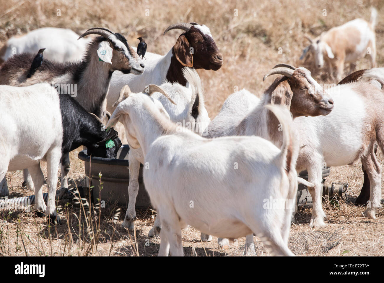 Gli allevamenti di capre sono usati come un verde alternativa per il controllo della spazzola in alcune città della California del Nord Foto Stock