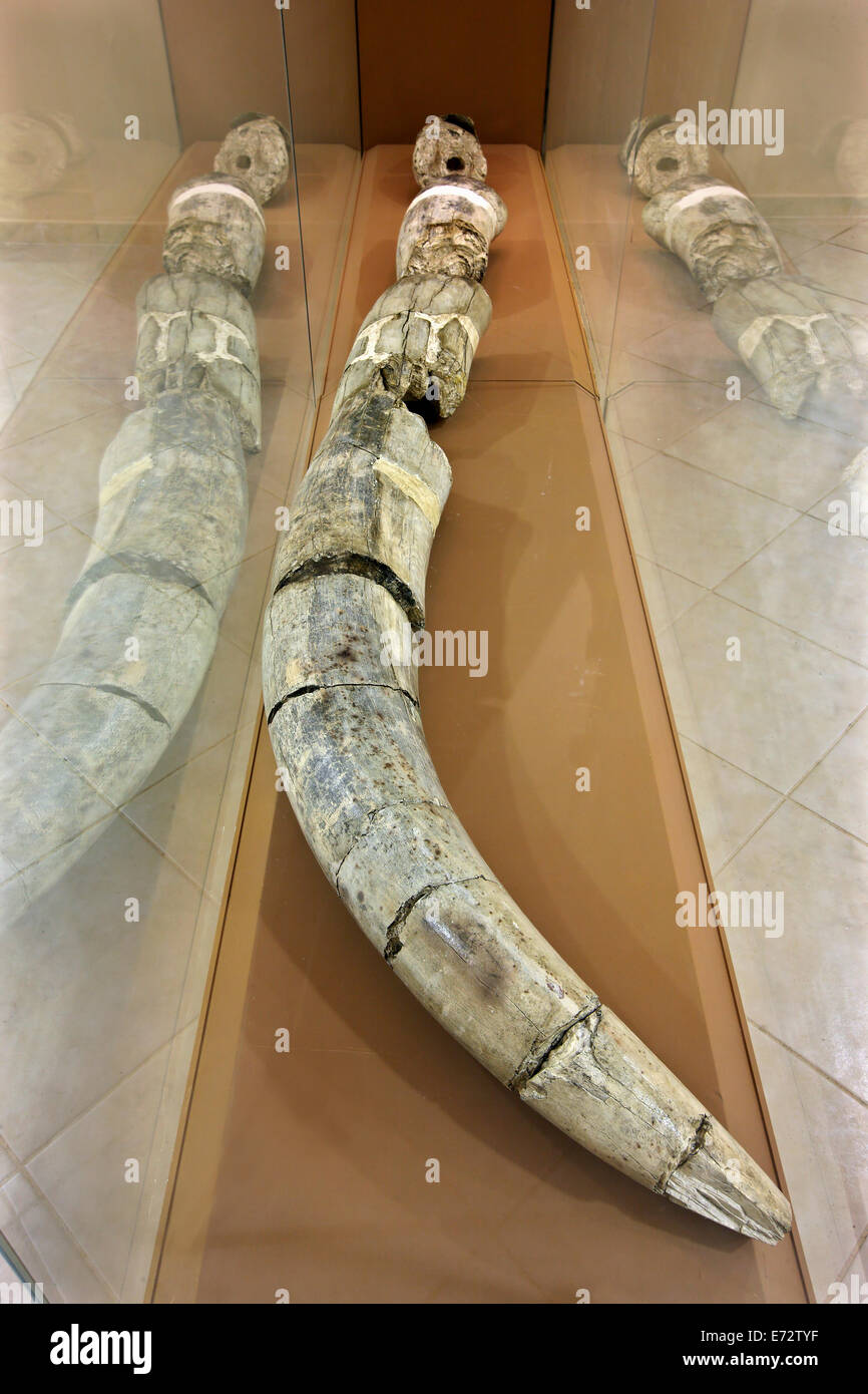 Gigantesco pietrificati zanna di mammut in antropologico e Museo del Folclore di Ptolemaida, Kozani, Macedonia, Grecia Foto Stock
