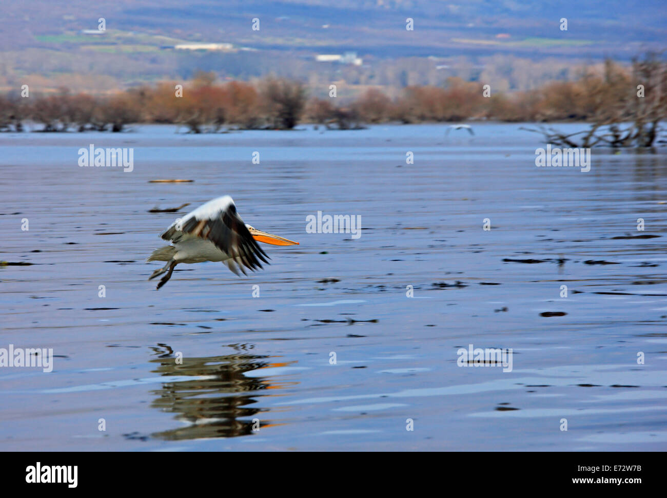 Pelican volare sopra il lago di Kerkini, serre, Macedonia, Grecia. Il lago di Kerkini è la più importante zona umida in Grecia. Foto Stock