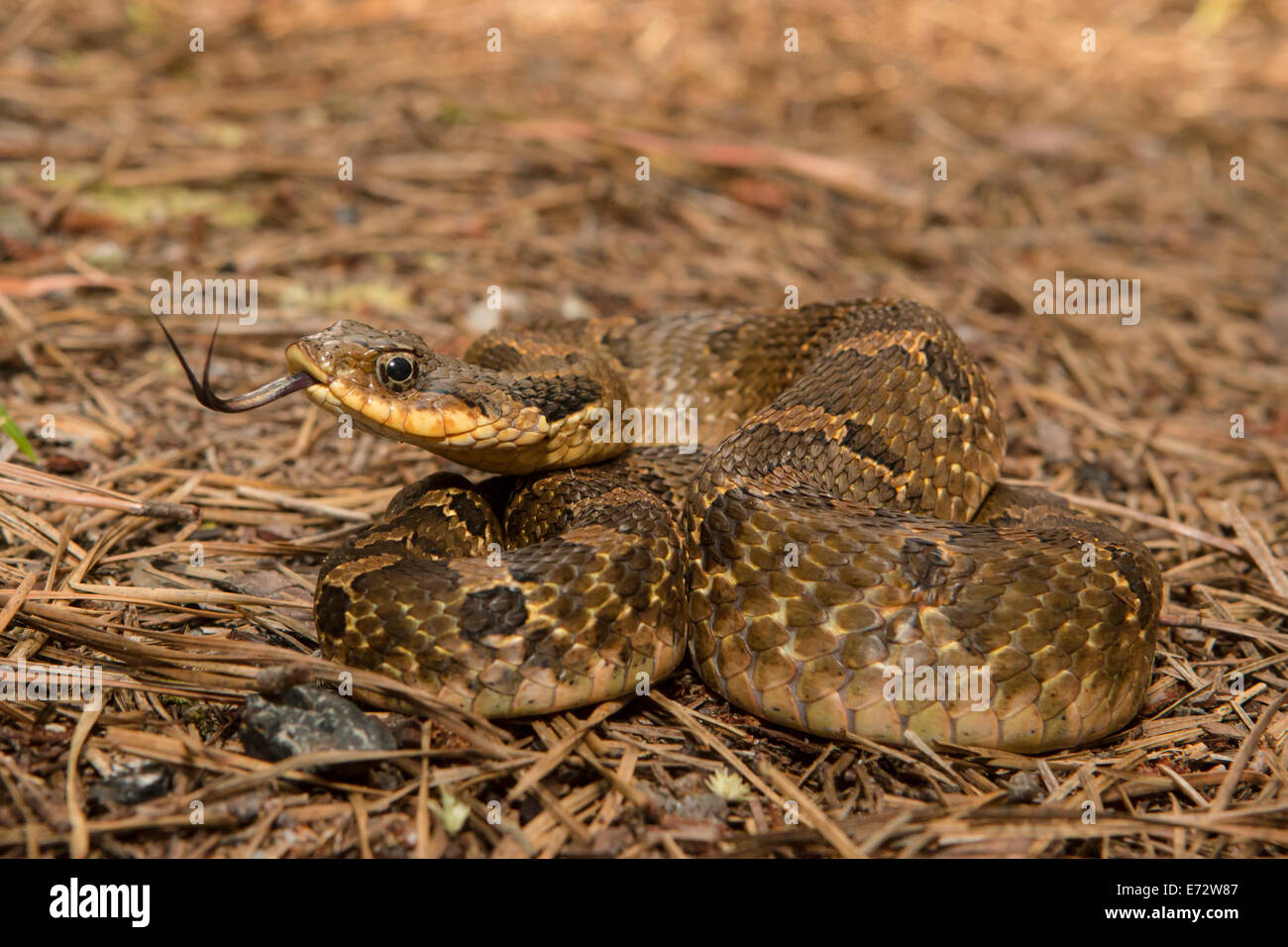 Un giallo e nero serpente hognose crogiolarsi - Heterodon platyrhinos Foto Stock