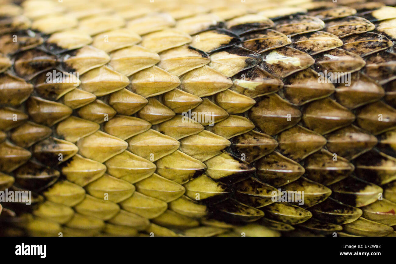 Giallo rattlesnake modello in scala Foto Stock