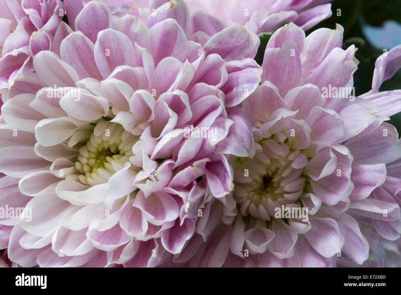 Dettaglio di close-up di alcuni piuttosto pallido viola le mamme. Foto Stock