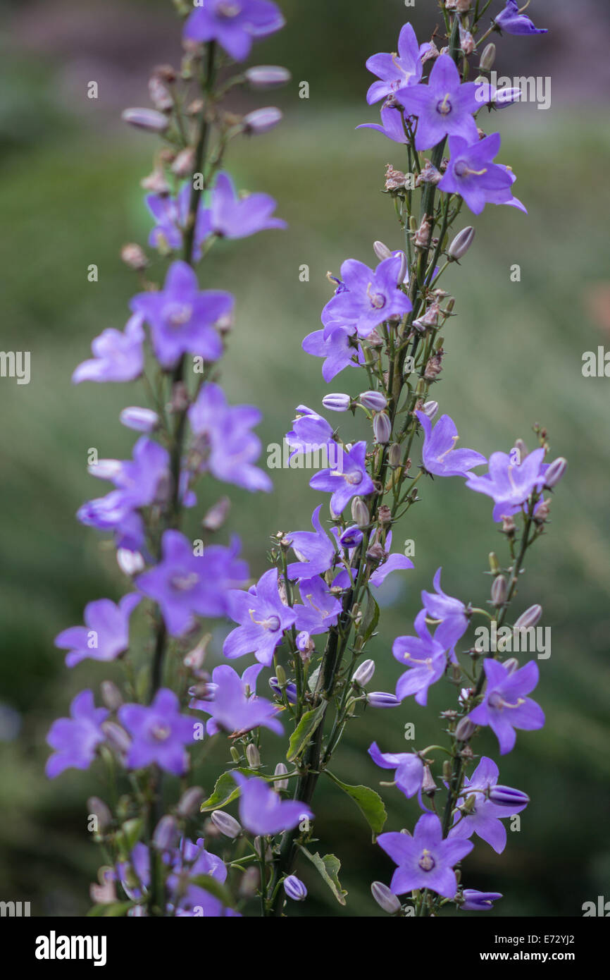 Campanula pyramidalis campanula camino Foto Stock