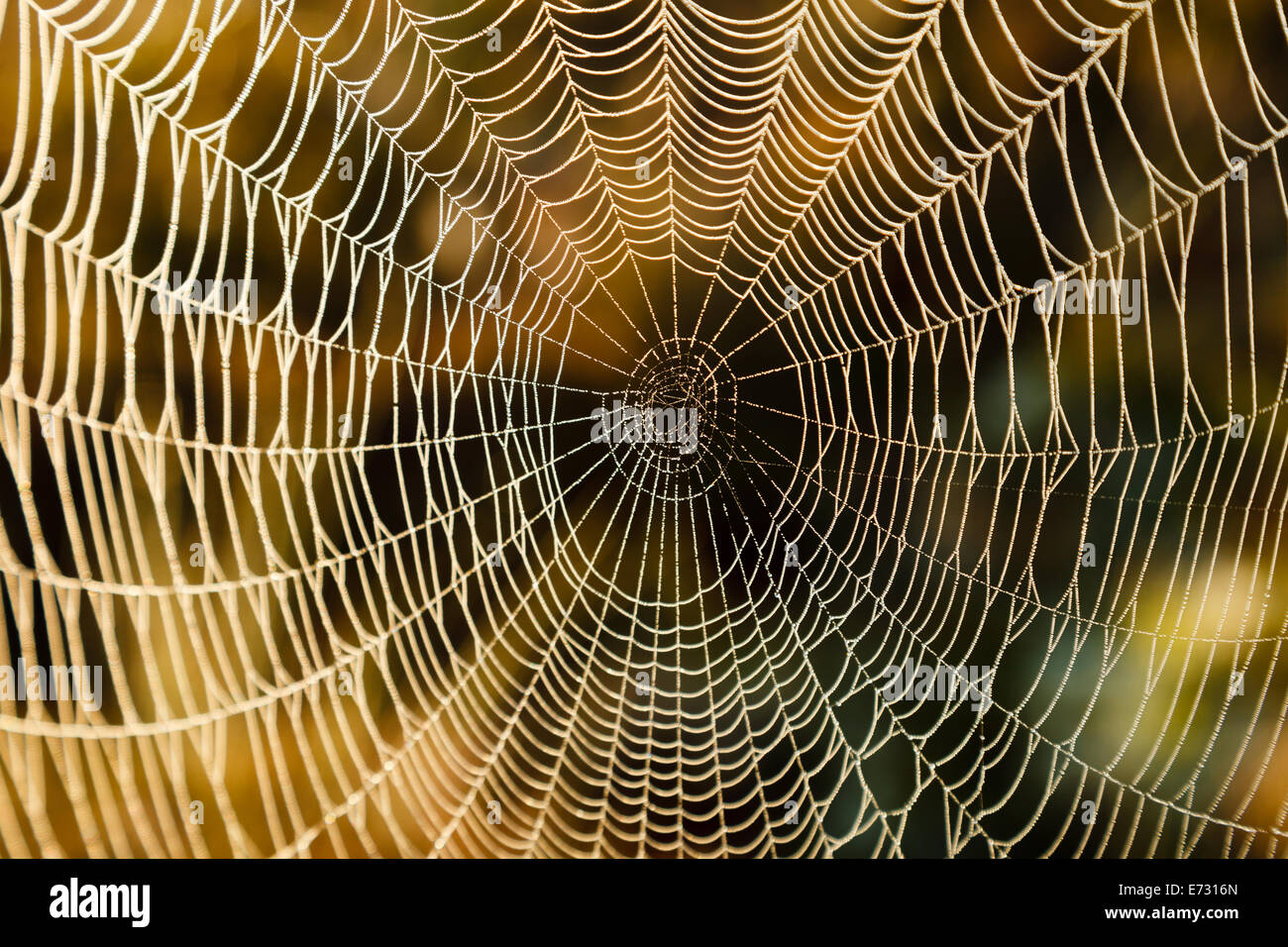 Wet spider web su un inizio di mattina presso la palude Torronsuo in Finlandia. La luce solare colpisce le gocce di acqua sul web. Foto Stock
